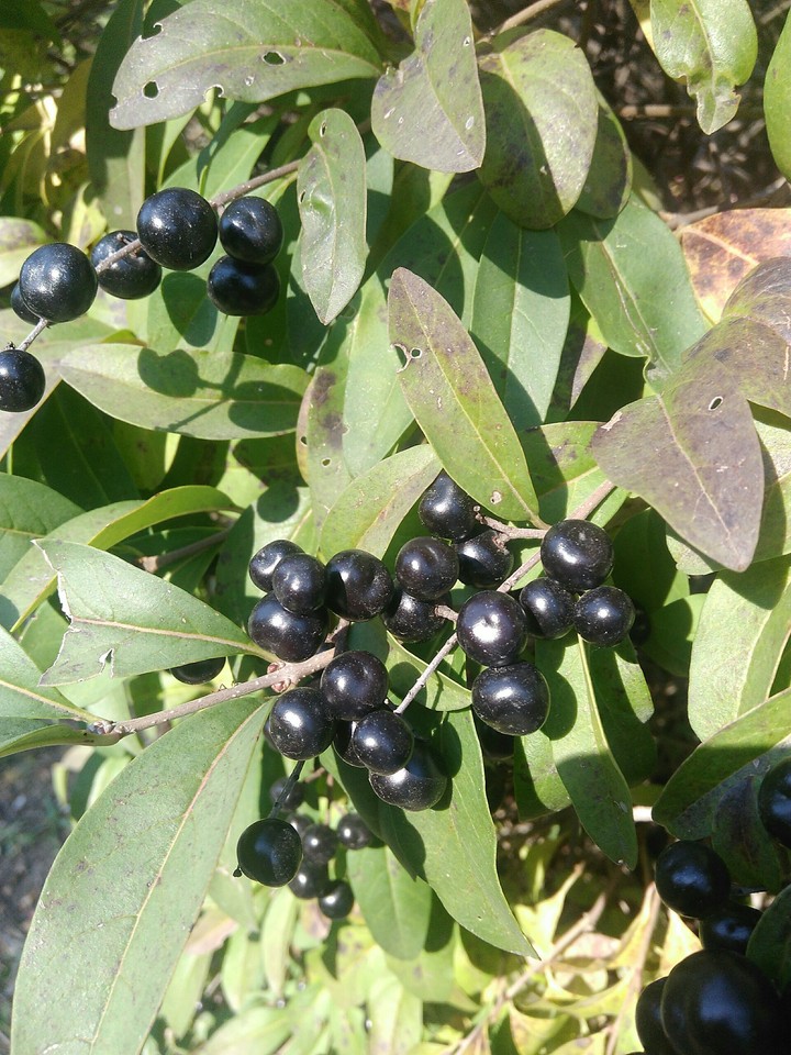 berry