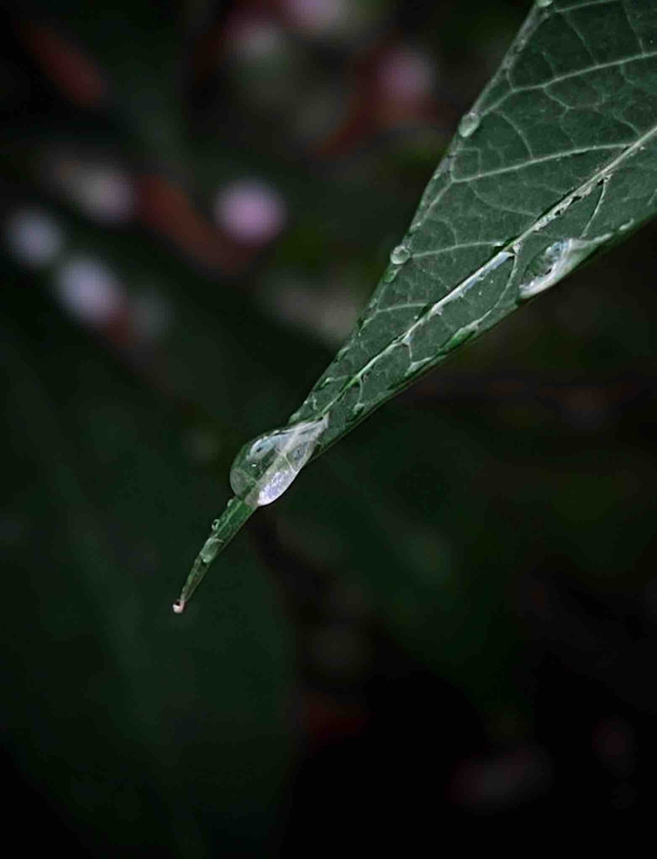 rain
