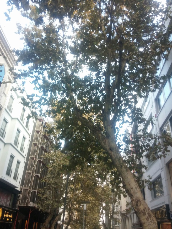 tree