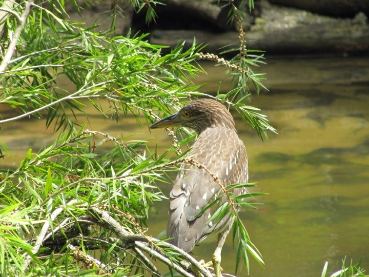 night heron