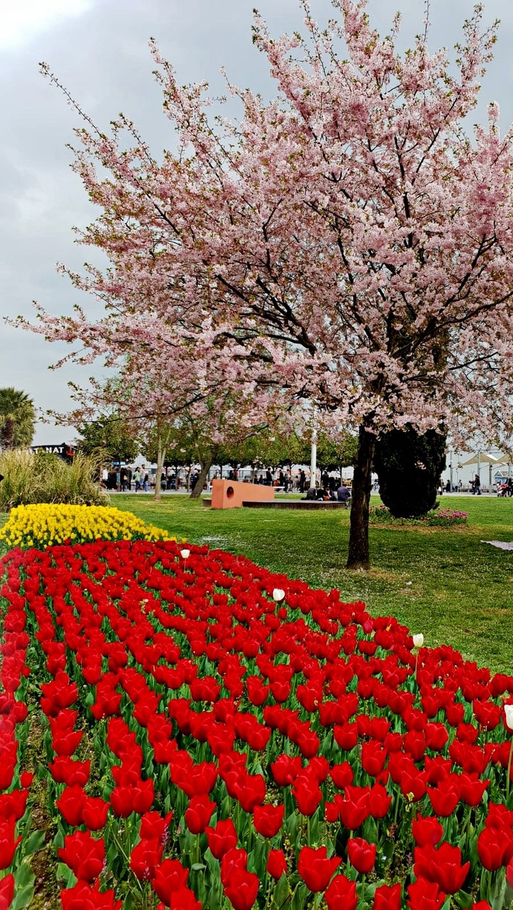 tulips