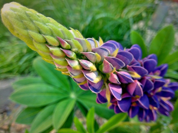 Flower