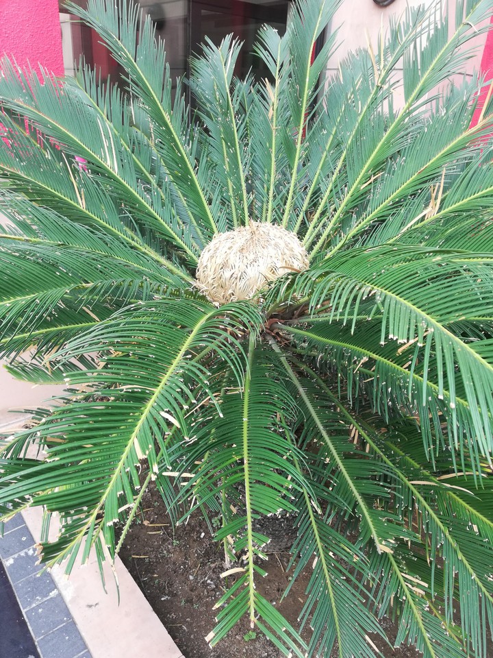 tree