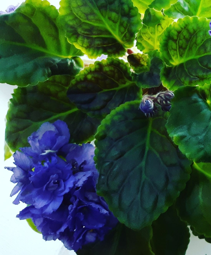 violet