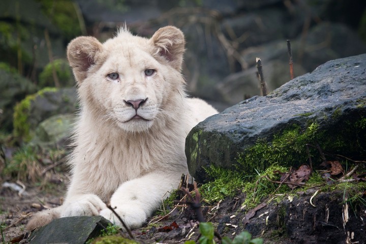 wite lion