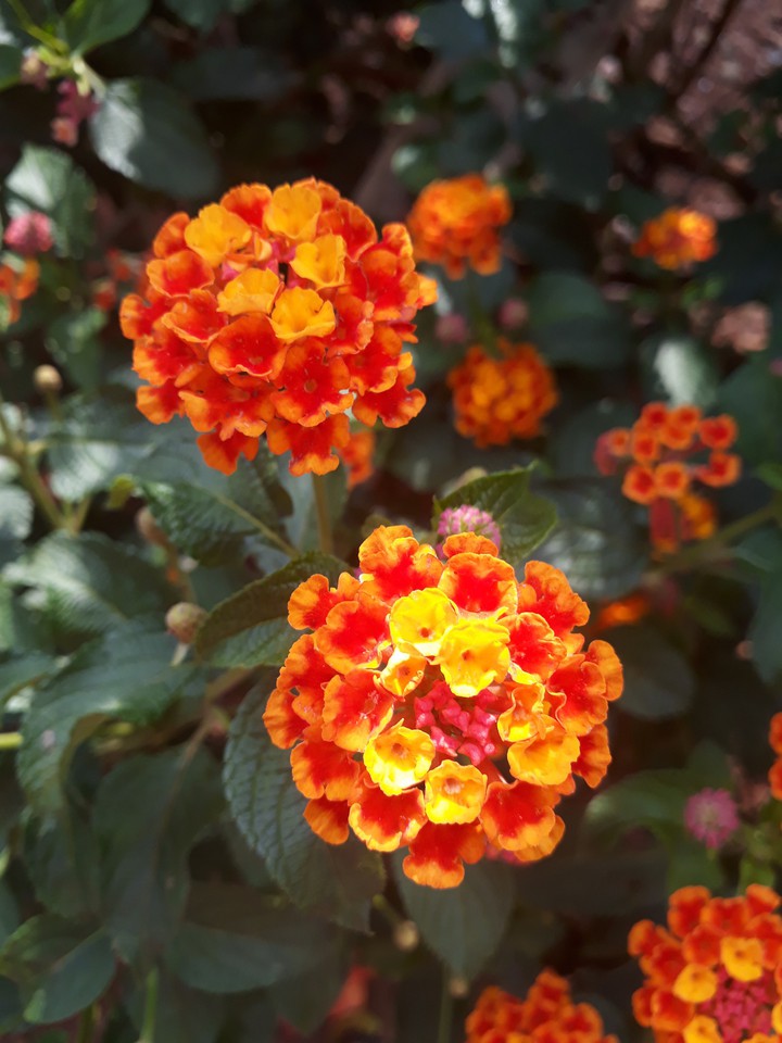 flores