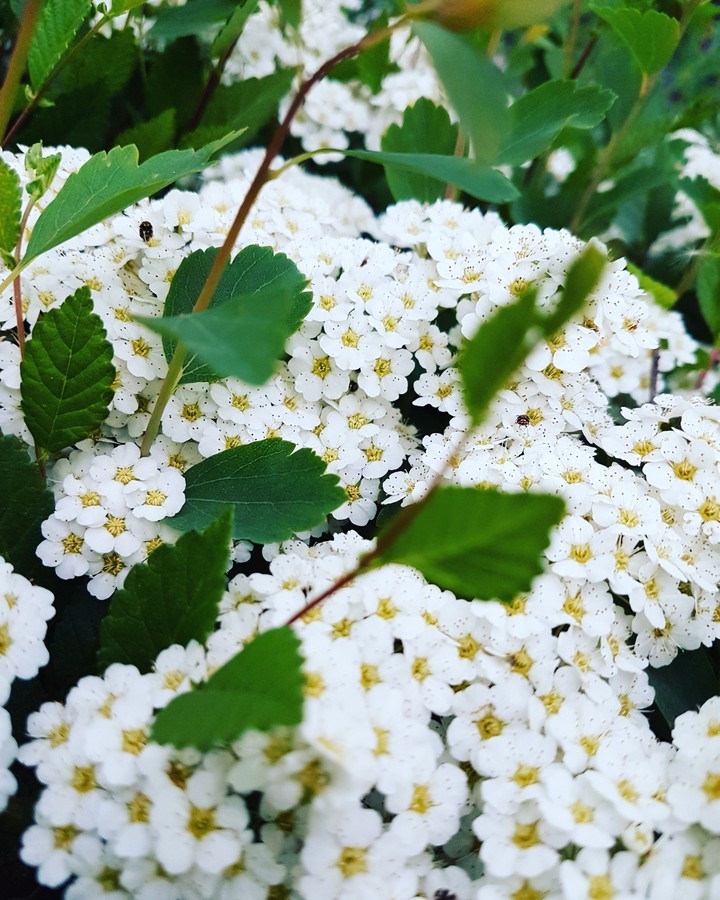 ◇
