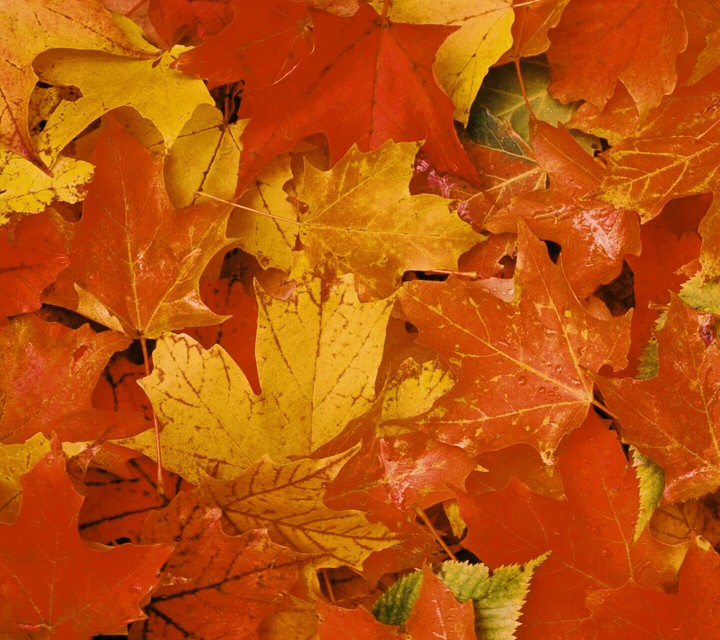 Autumn