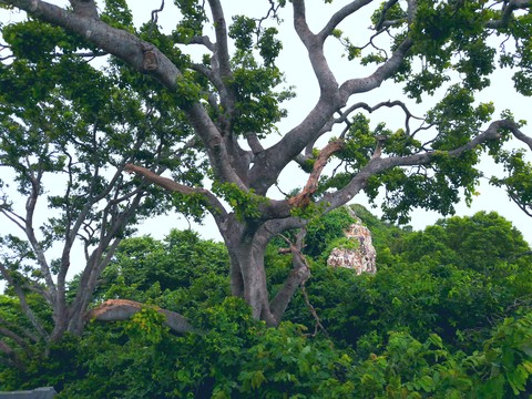 Big tree on the motain