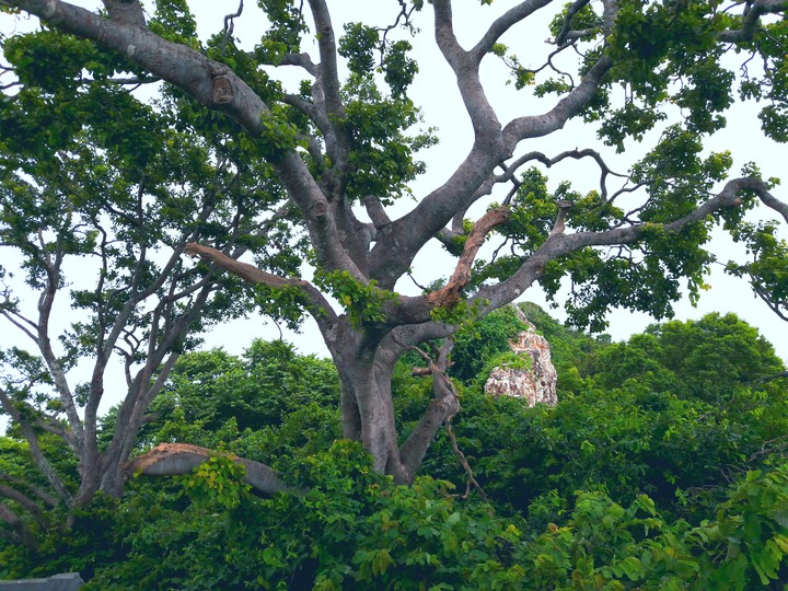 Big tree on the motain