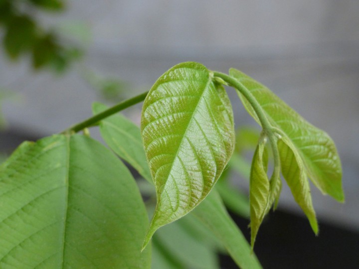 Leaves