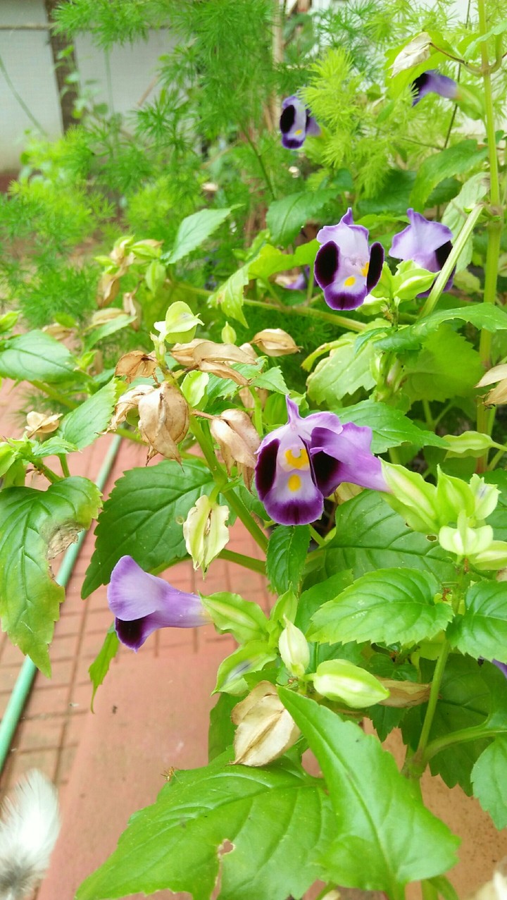 flower