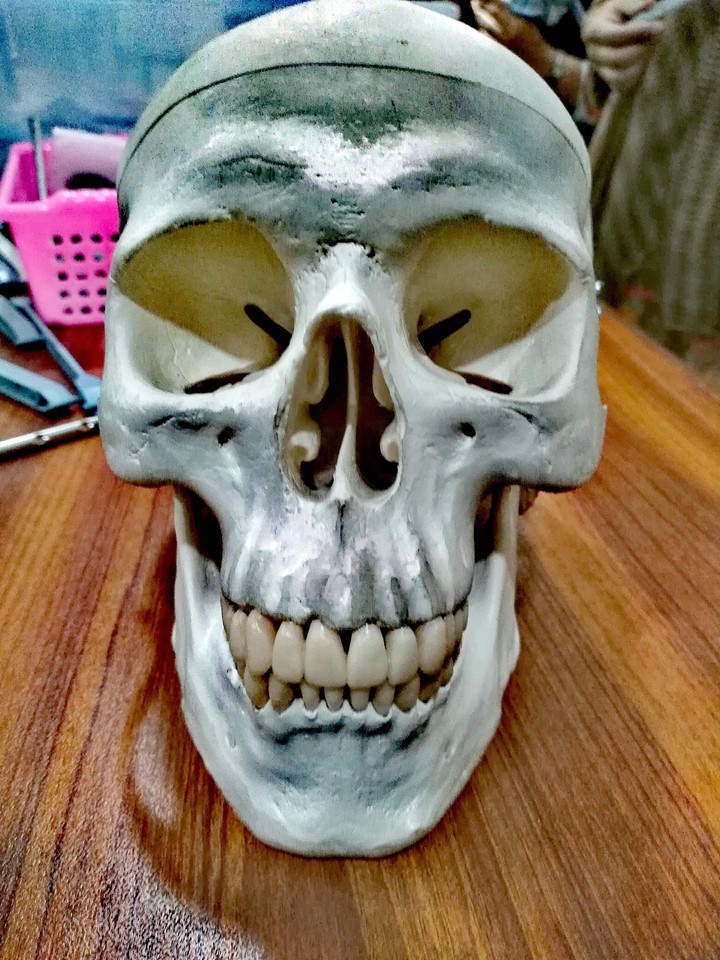 Skull