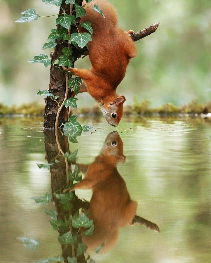 squirrel