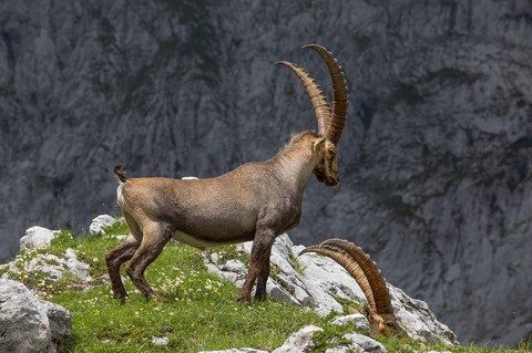 goat, caprinae duvar kağıtları