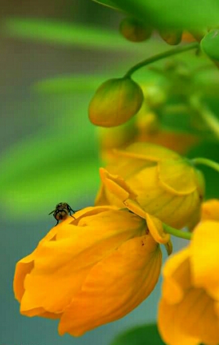 Nature ....