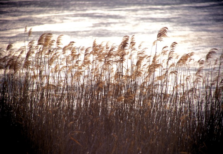 Scenics