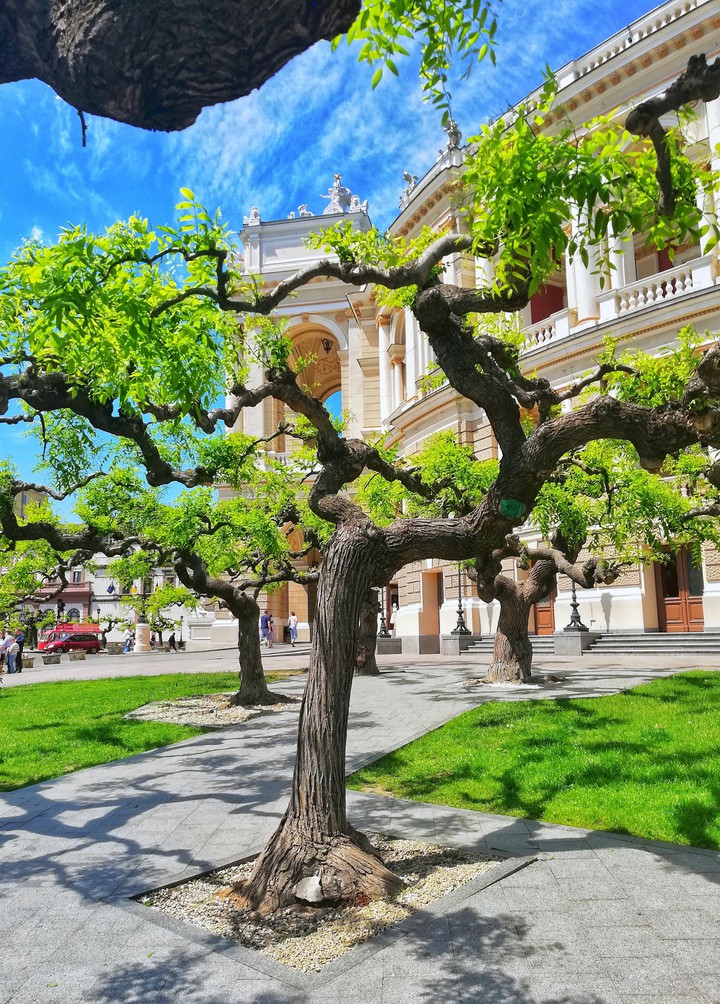 tree in Odessa