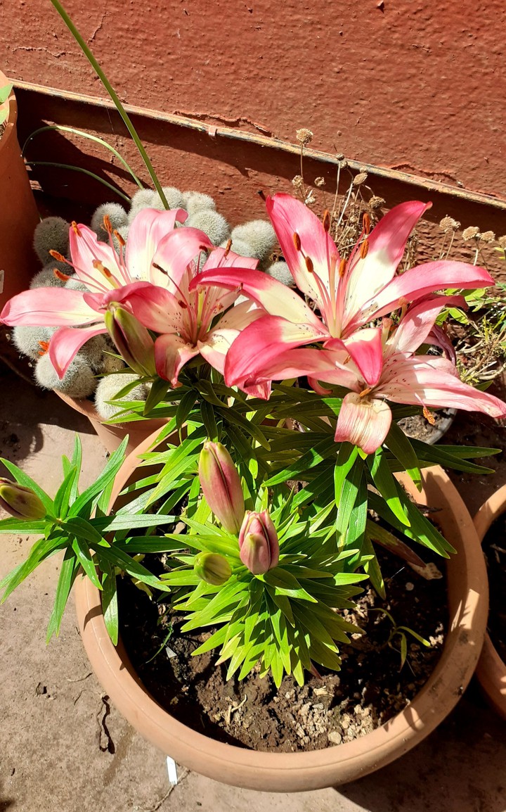 Flor