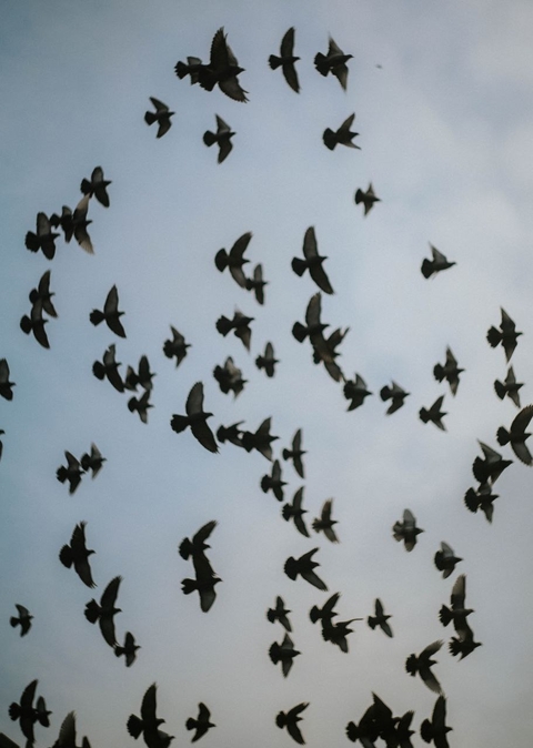 ταπετσαρίες grey, wing