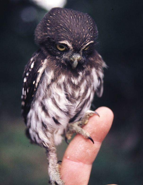 baby owl