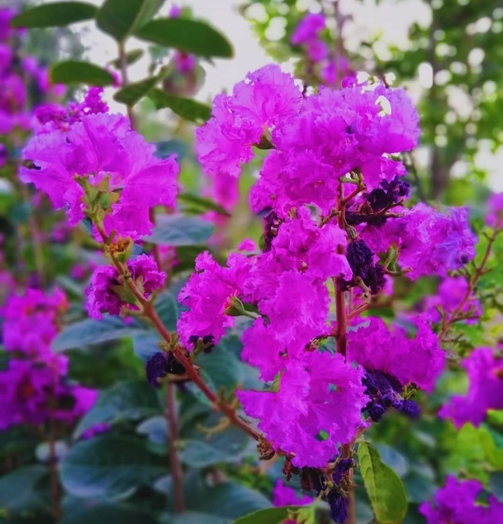 pink flower