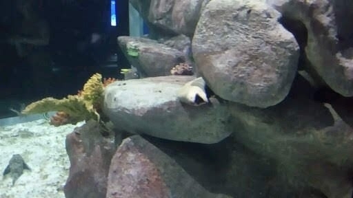 AquaRio