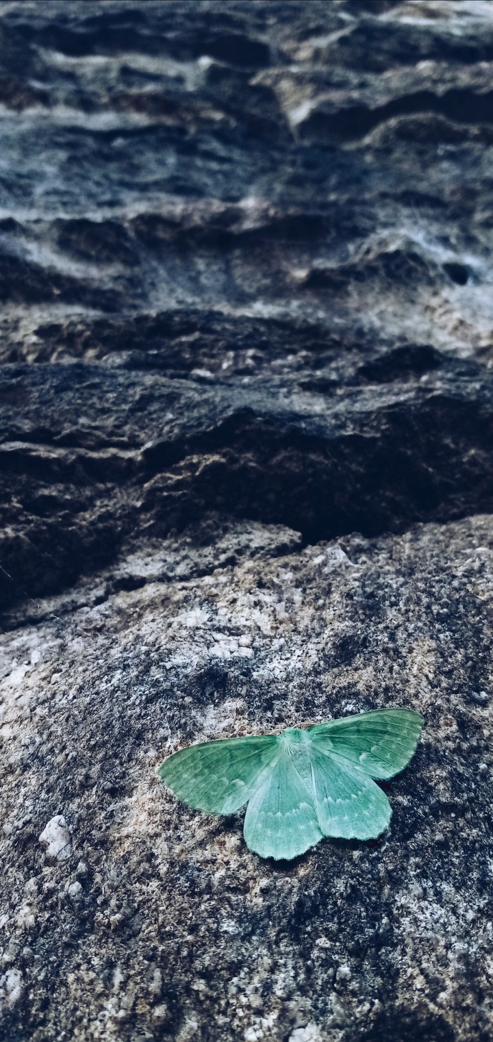 Green Butterfly