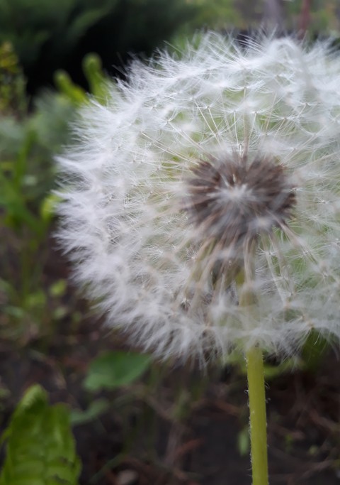Dandelion