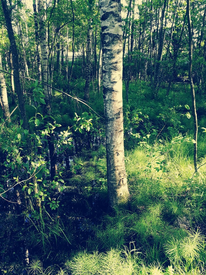 The lonely birch.