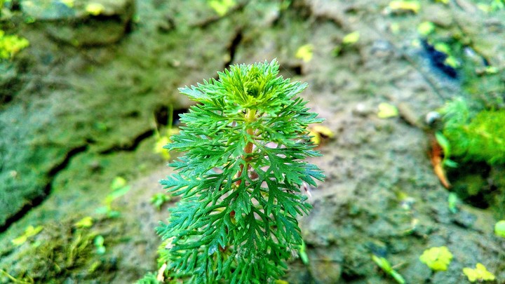 A Wild Tree
