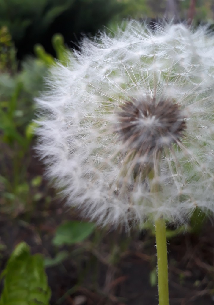 Dandelion