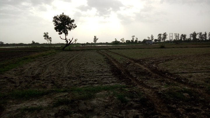 farmers