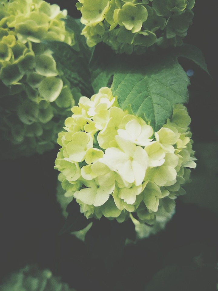 hortensia