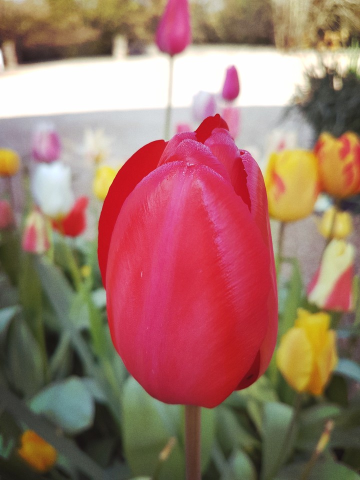 tulip