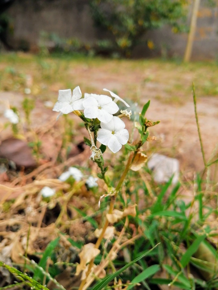 white flowers