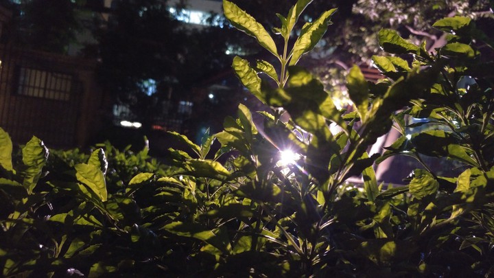 small trees