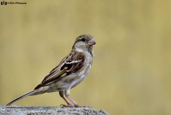 House Sparrow