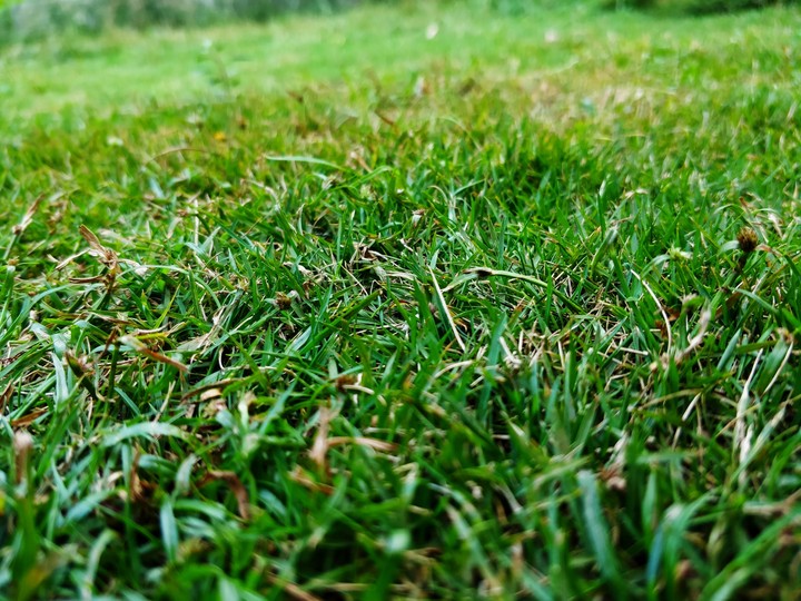 Grass