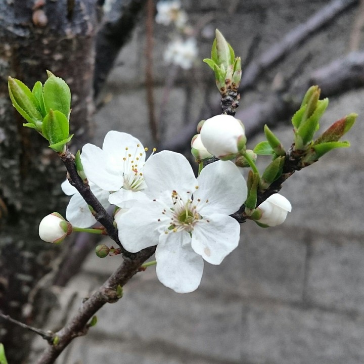 Blossom