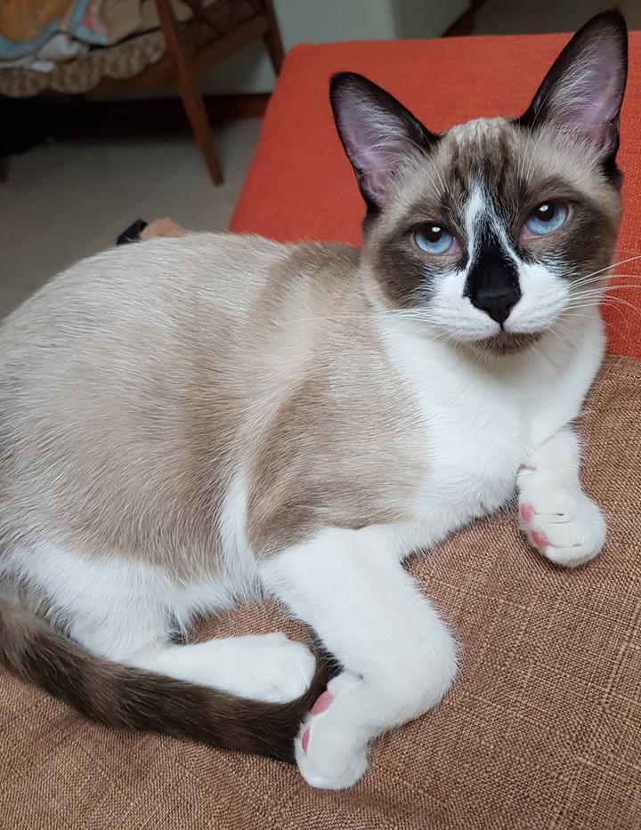 수이_파란 눈의 고양이