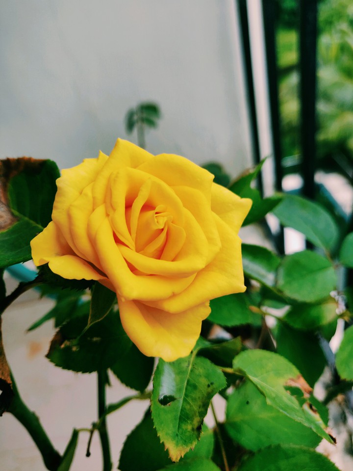 Rose...!!!