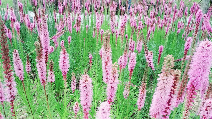 Bright pink