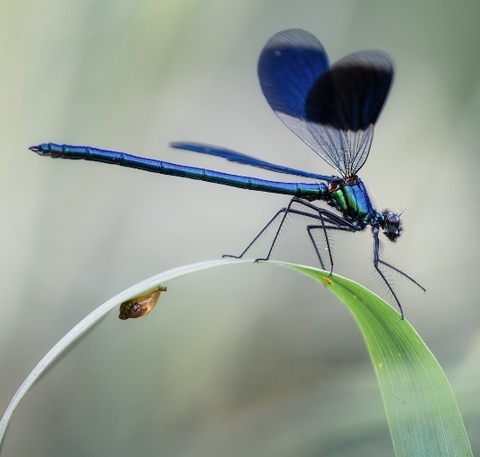 特写镜头, dragonfly壁纸