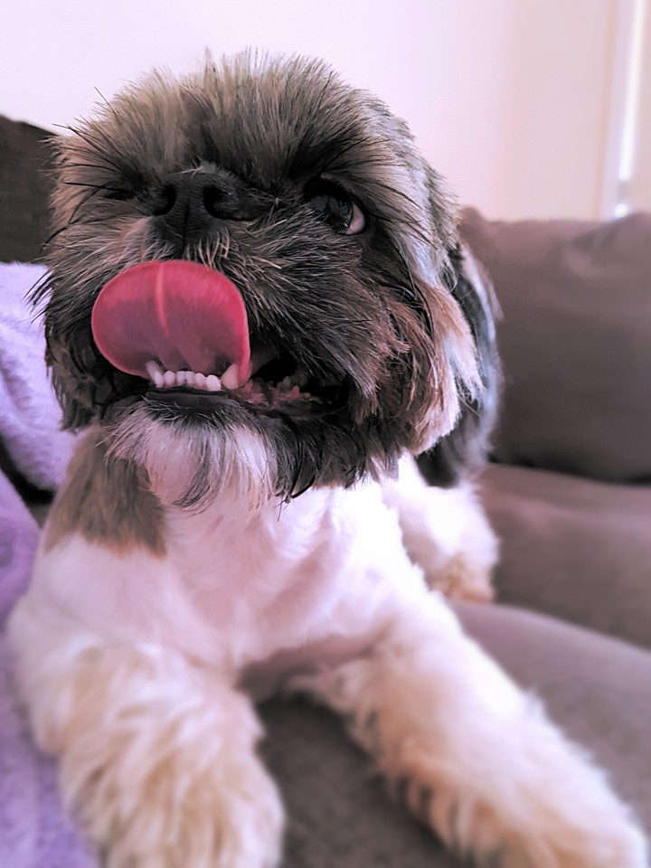 puppy