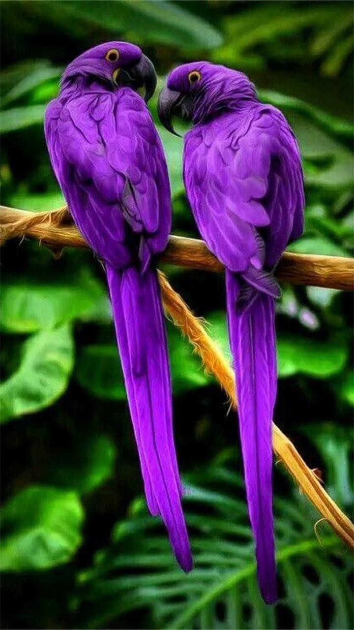 Cute Purple Birds