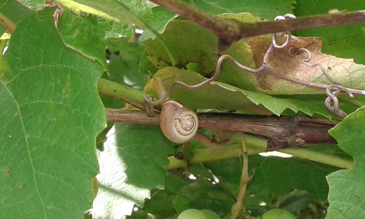 snail