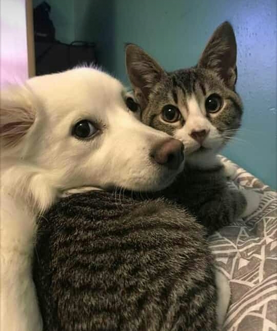 amor animal