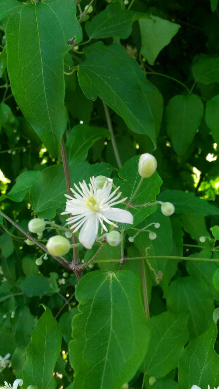 ♡Simple natural beauty✩