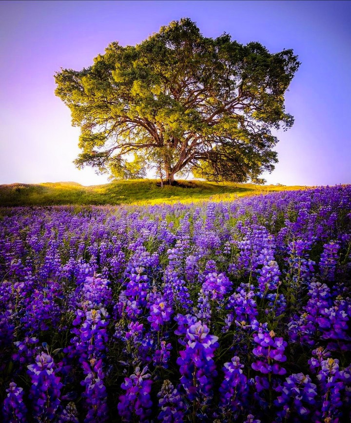 Nature's Beauty